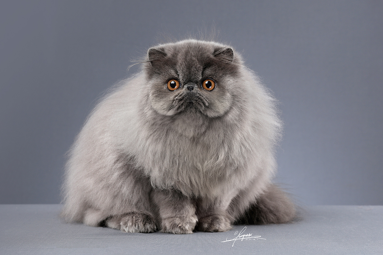波斯猫|摄影|宠物摄影|AMYWORKS赛猫摄影 - 原创作品 - 站酷 (ZCOOL)