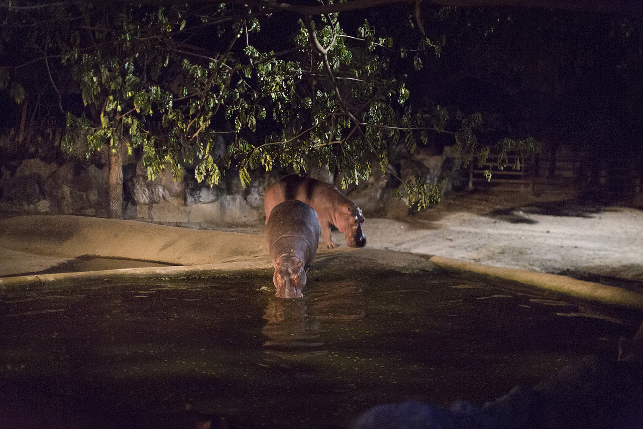 泰国旅拍_Day3_2_夜间动物园（图ZOTM3ODU4NjQ=） - 人文/纪实摄影 - 站酷设计师楦梓原创素材 - 站酷ZCOOL