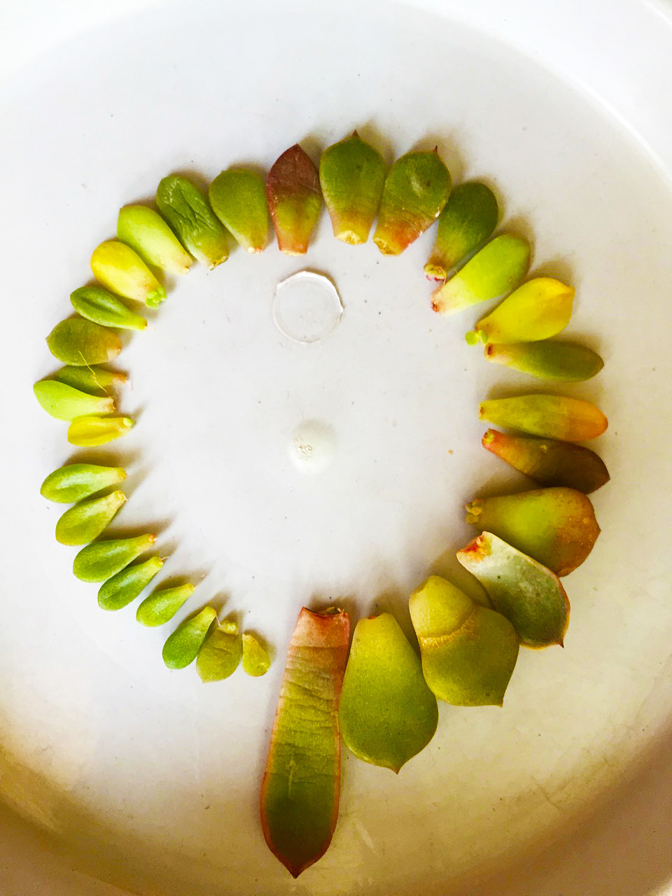 2015-2017年间的一些多肉（图ZODMyNTk4Njg=） - 产品摄影 - 站酷设计师一一是只汪原创素材 - 站酷ZCOOL