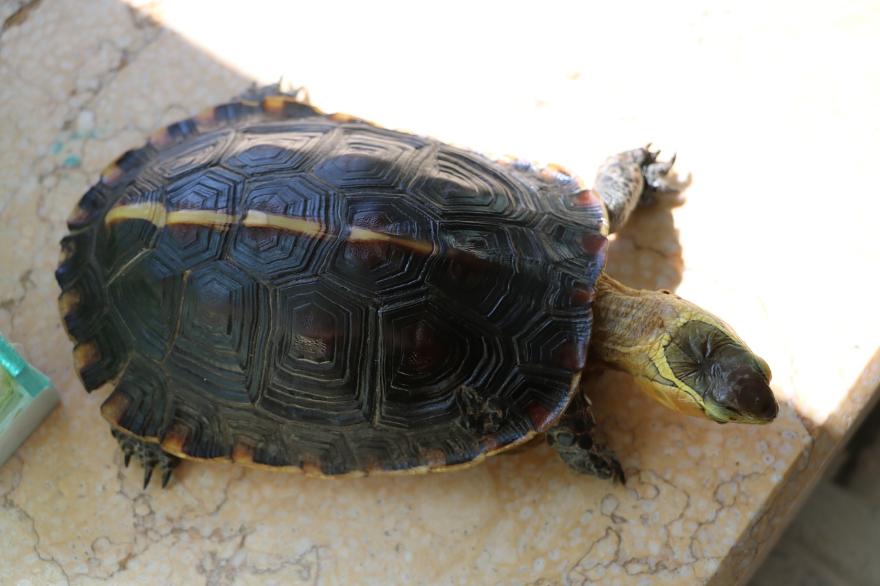 国家二级保护动物黄缘闭壳龟