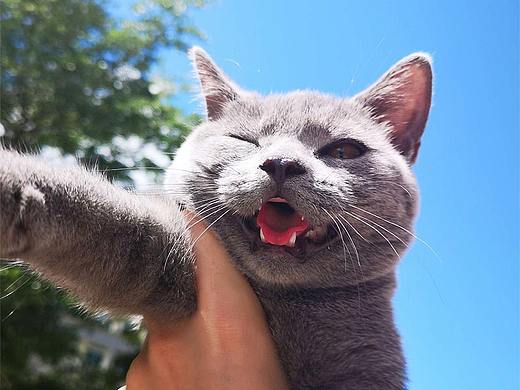 小猫咪快来玩鸭（个人主页-ZNDUyNDIwMjQ=） - 人文/纪实摄影 - 站酷设计师银河落九天原创素材 - 站酷ZCOOL