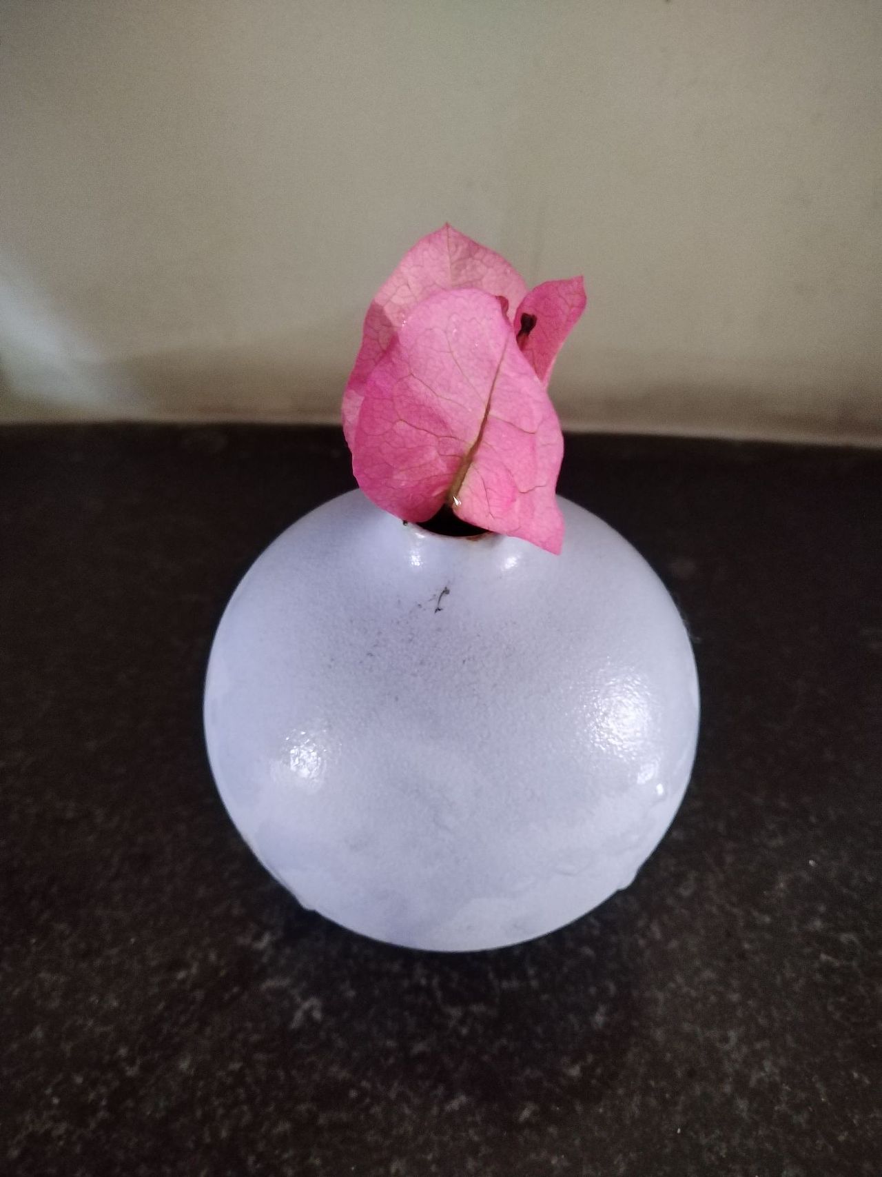 一朵三角梅——三片花叶瓣