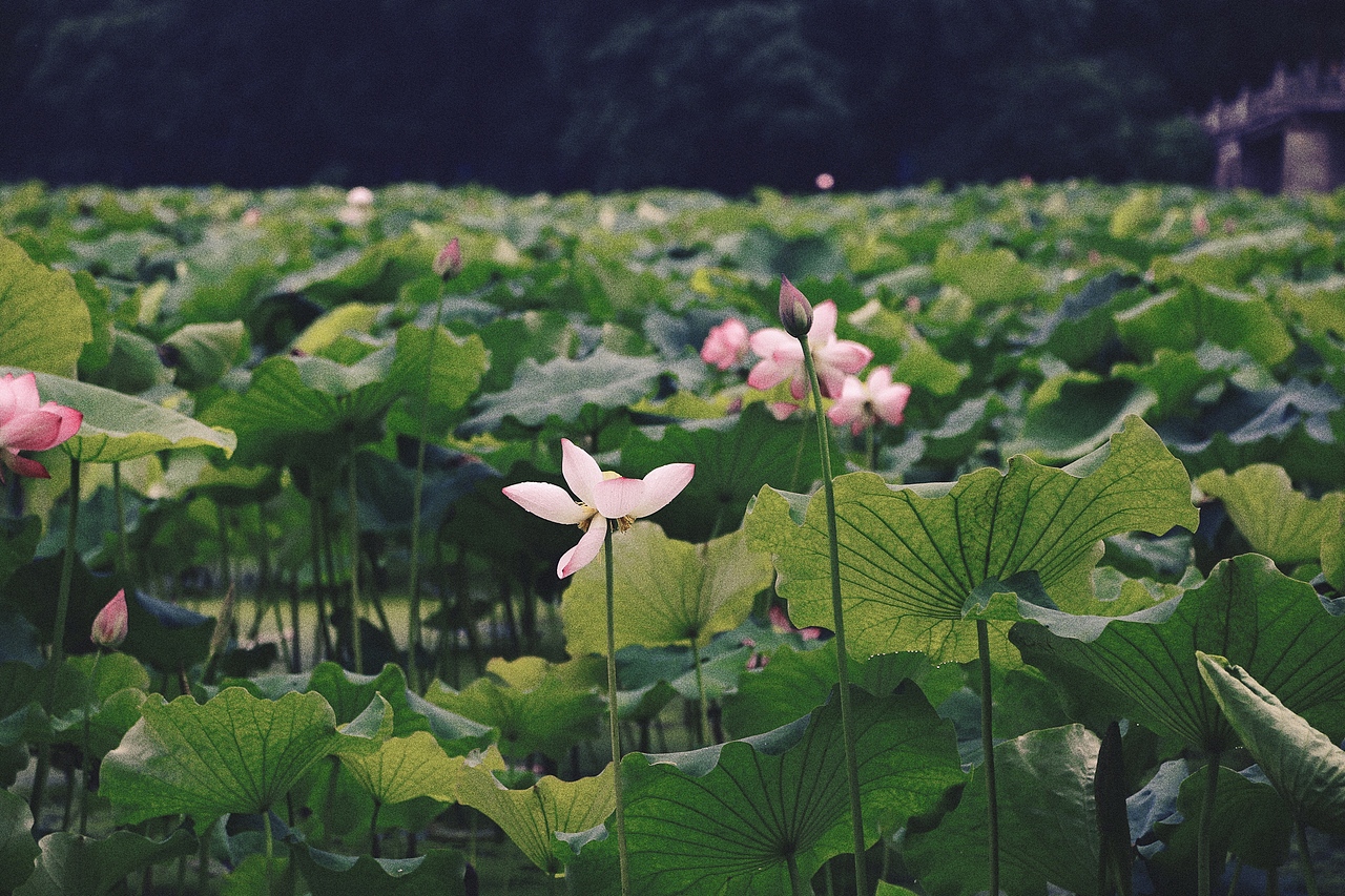 逛吃杭州-荷花记
