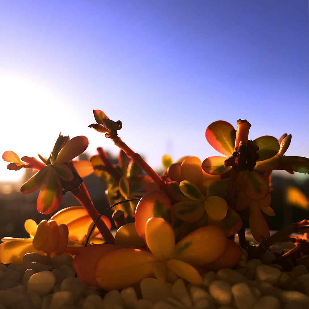 手机随拍，记录生活点滴（肆）