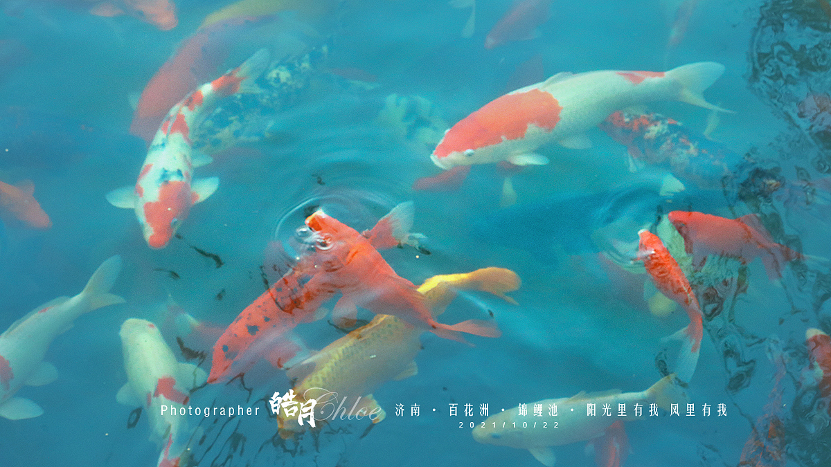「皓月Chloe」济南·百花洲·锦鲤池·阳光里有我风里有我
