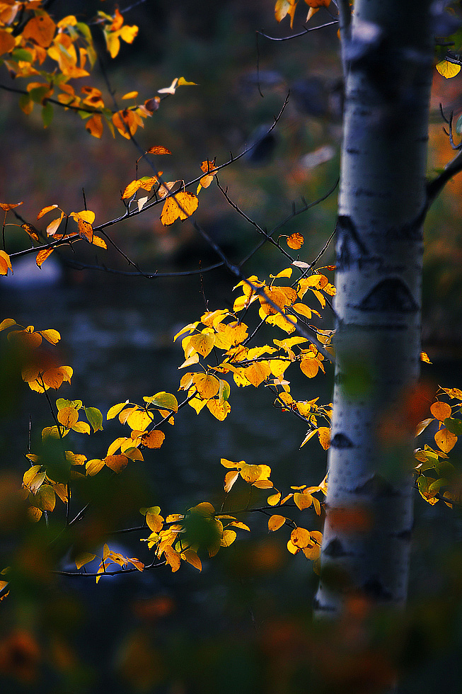 又一次四季轮回
