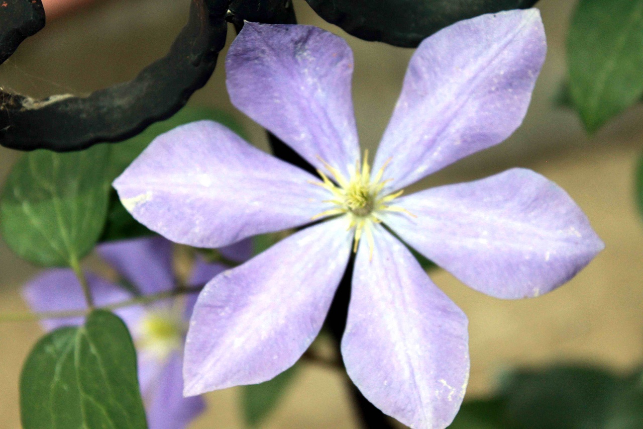 铁线莲——富士蓝(藤娘)