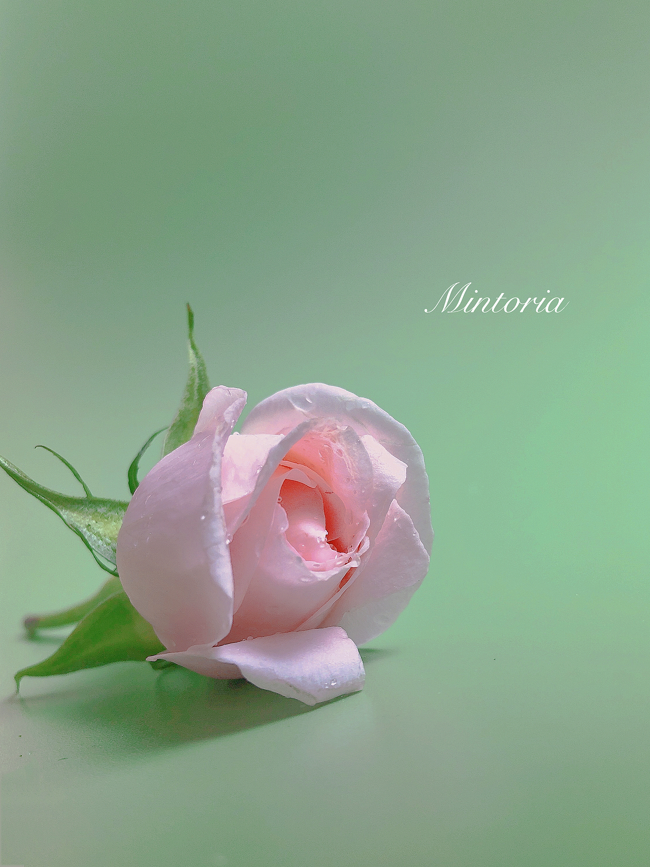 一朵花（图ZMjk4NDg3MTY0） - 其他摄影 - 站酷设计师Mintoria原创素材 - 站酷ZCOOL