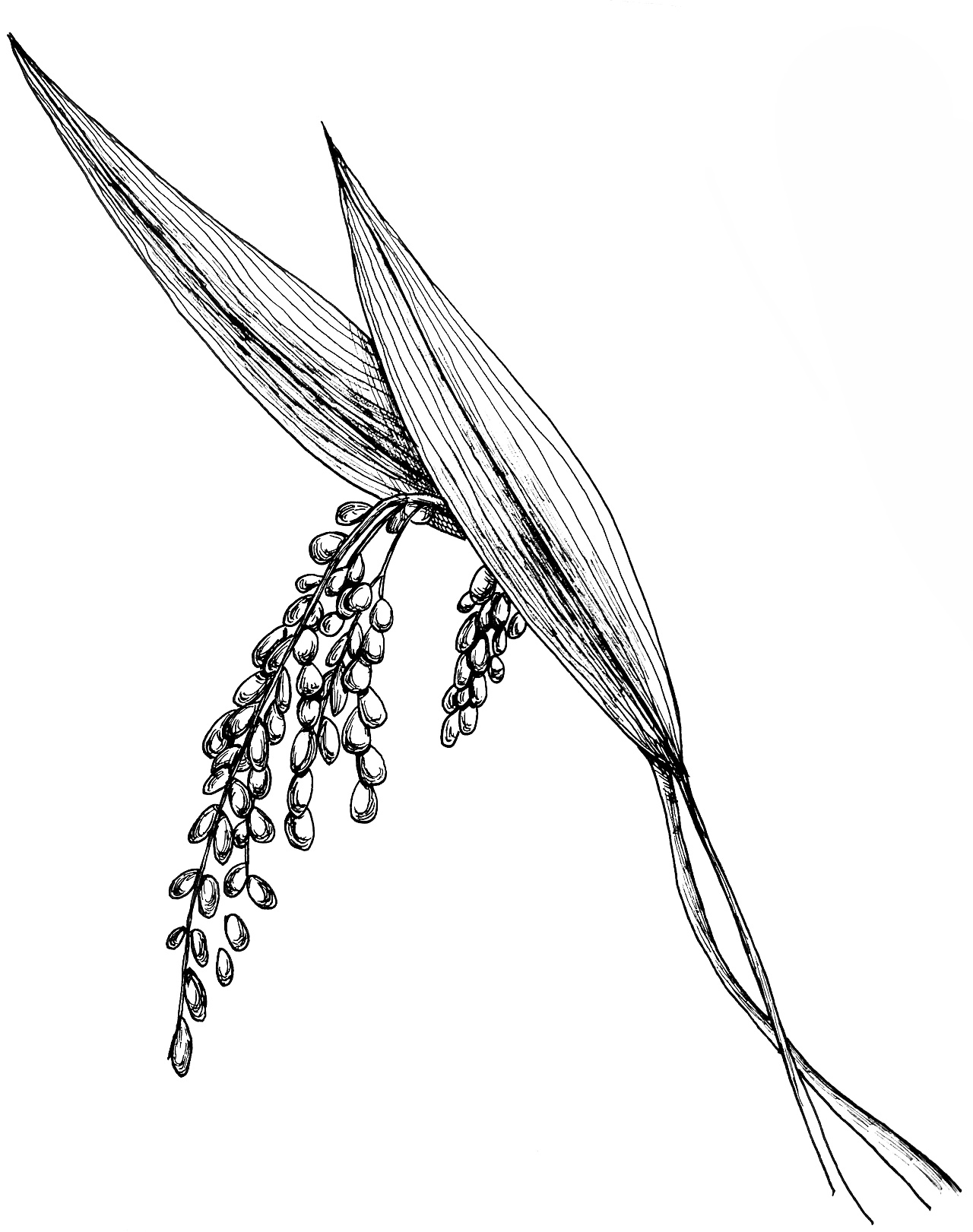 为一款婴儿谷物粉所做的插画