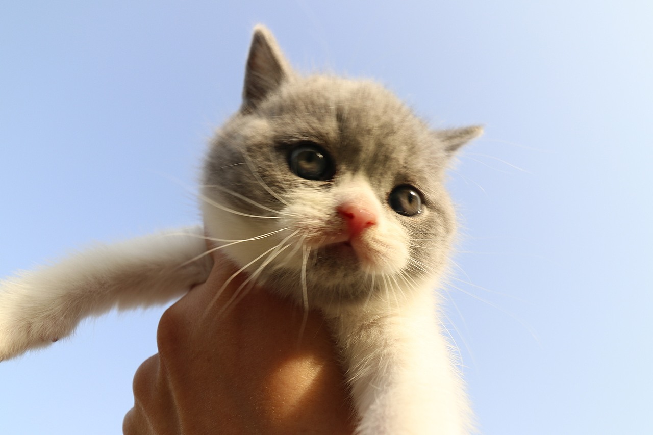 904英短蓝白-公-五粉小胡子35d602g 沐米猫舍 英短蓝白