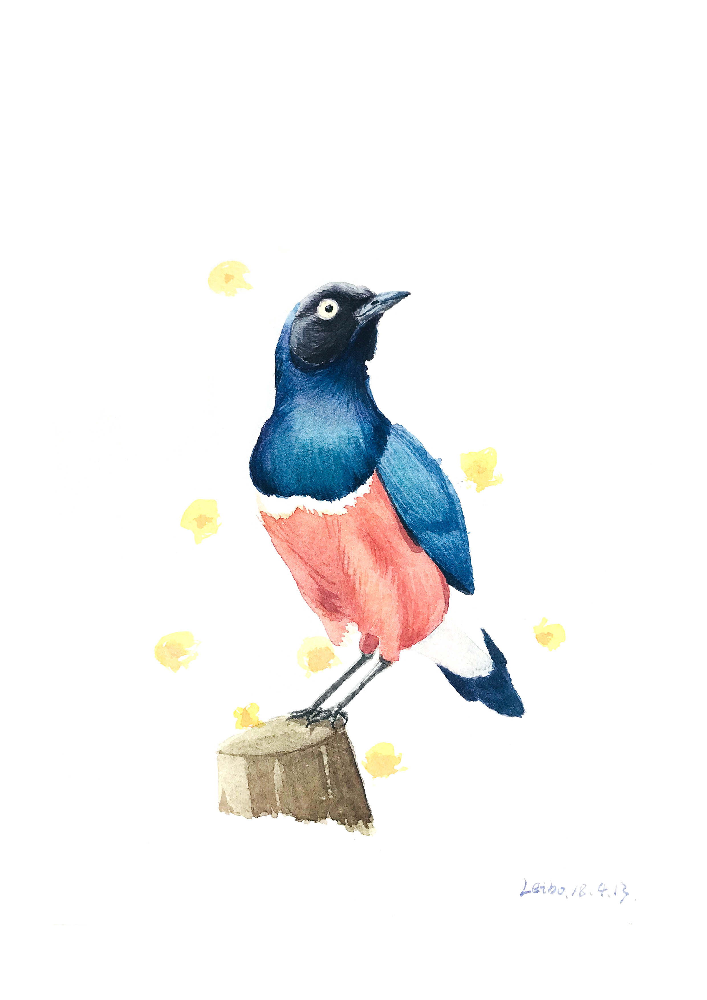 水彩鸟类插画