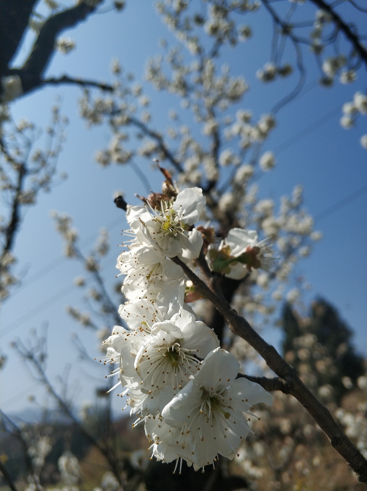 春，古月廴聿（图ZMTk4NTQ5OTk2） - 风光摄影 - 站酷设计师古月廴聿原创素材 - 站酷ZCOOL
