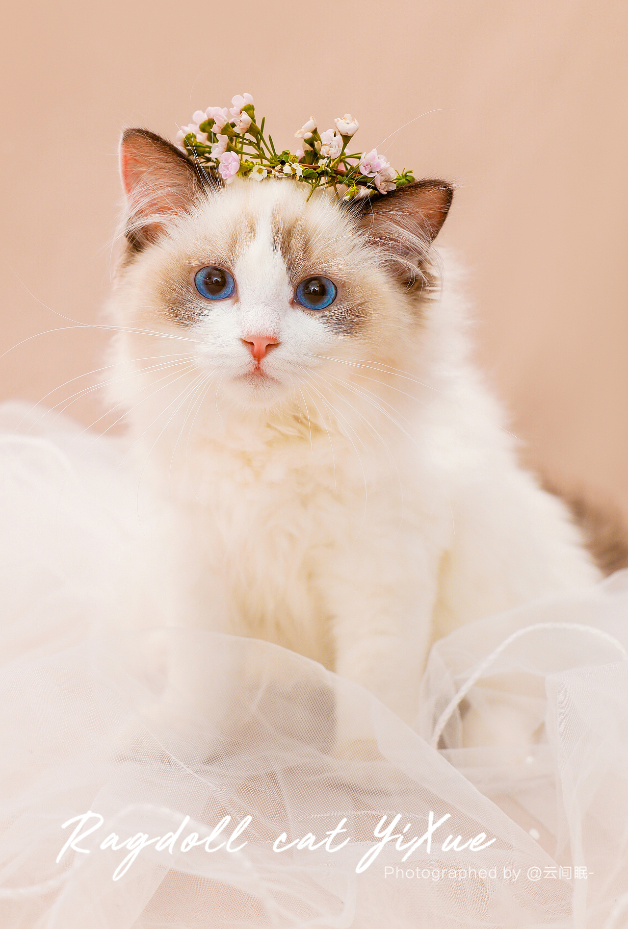 最漂亮的布偶猫 最美图片