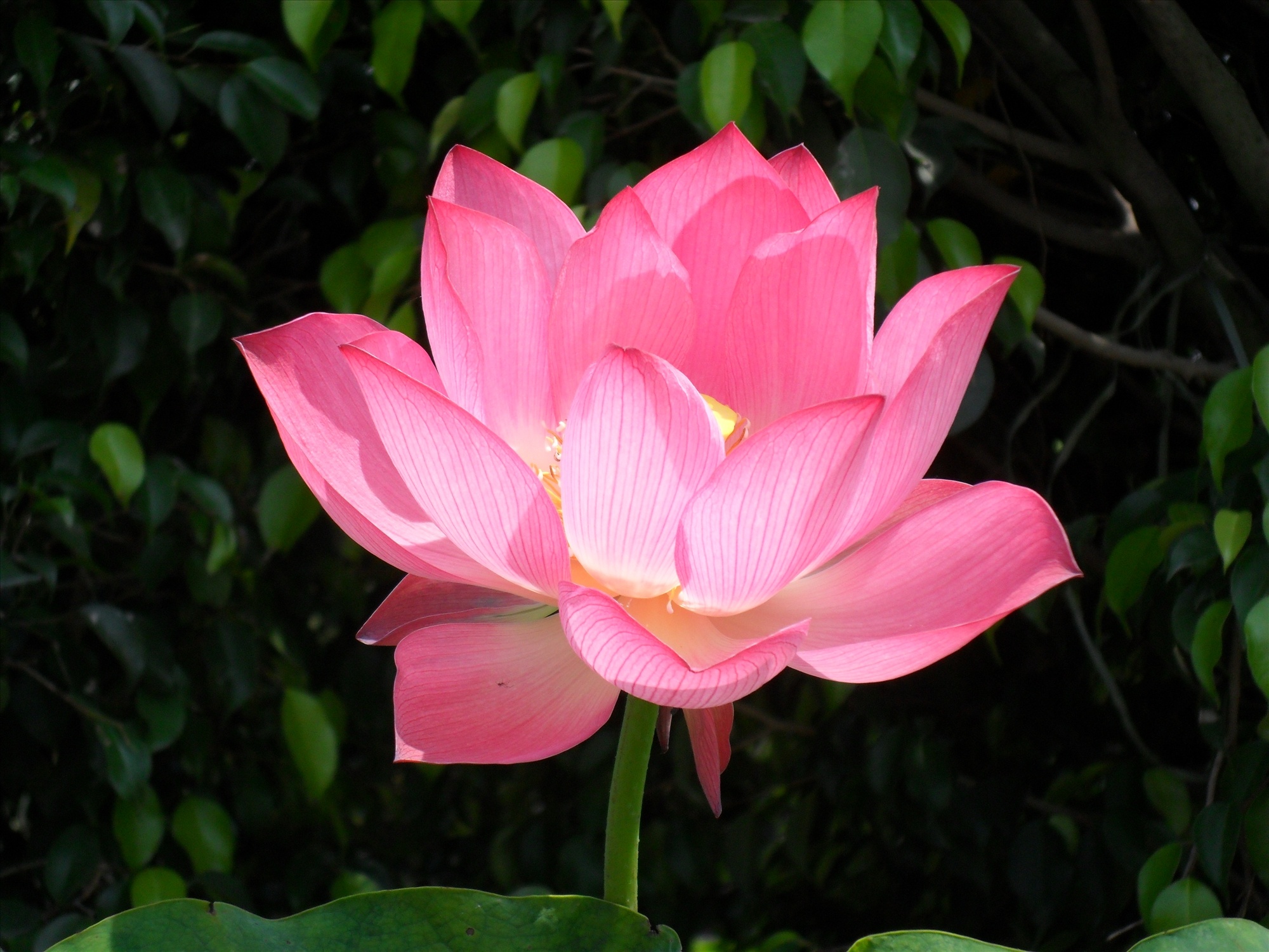 出水芙蓉天然雕饰