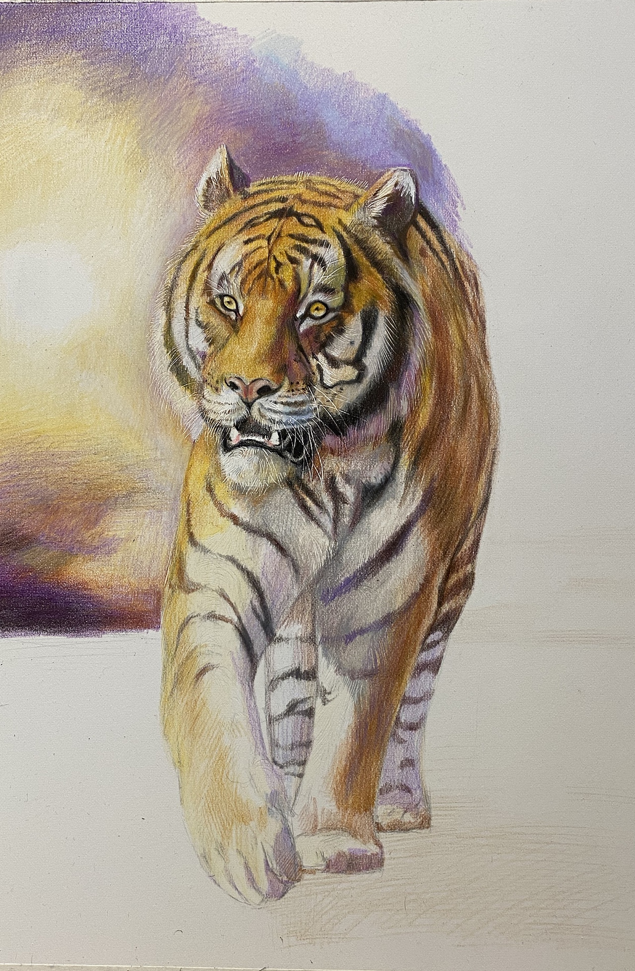 彩铅老虎|纯艺术|绘画|老王很酷1017 - 原创作品 - 站酷 (zcool)