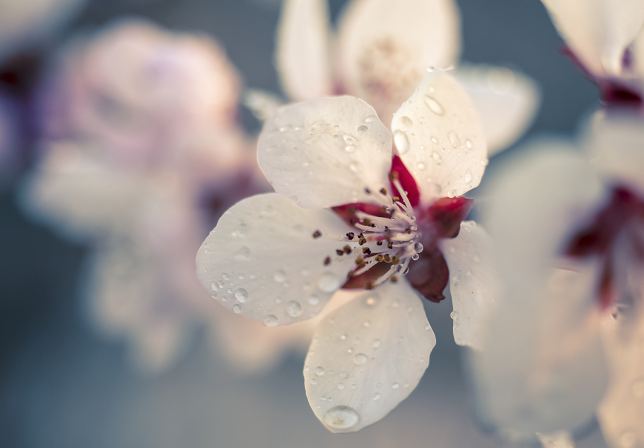 寒冷掩盖不住春的温暖。阳光染红了杏的枝头（图ZMTU0MTYxNjQw） - 风光摄影 - 站酷设计师青海明度文化传播原创素材 - 站酷ZCOOL