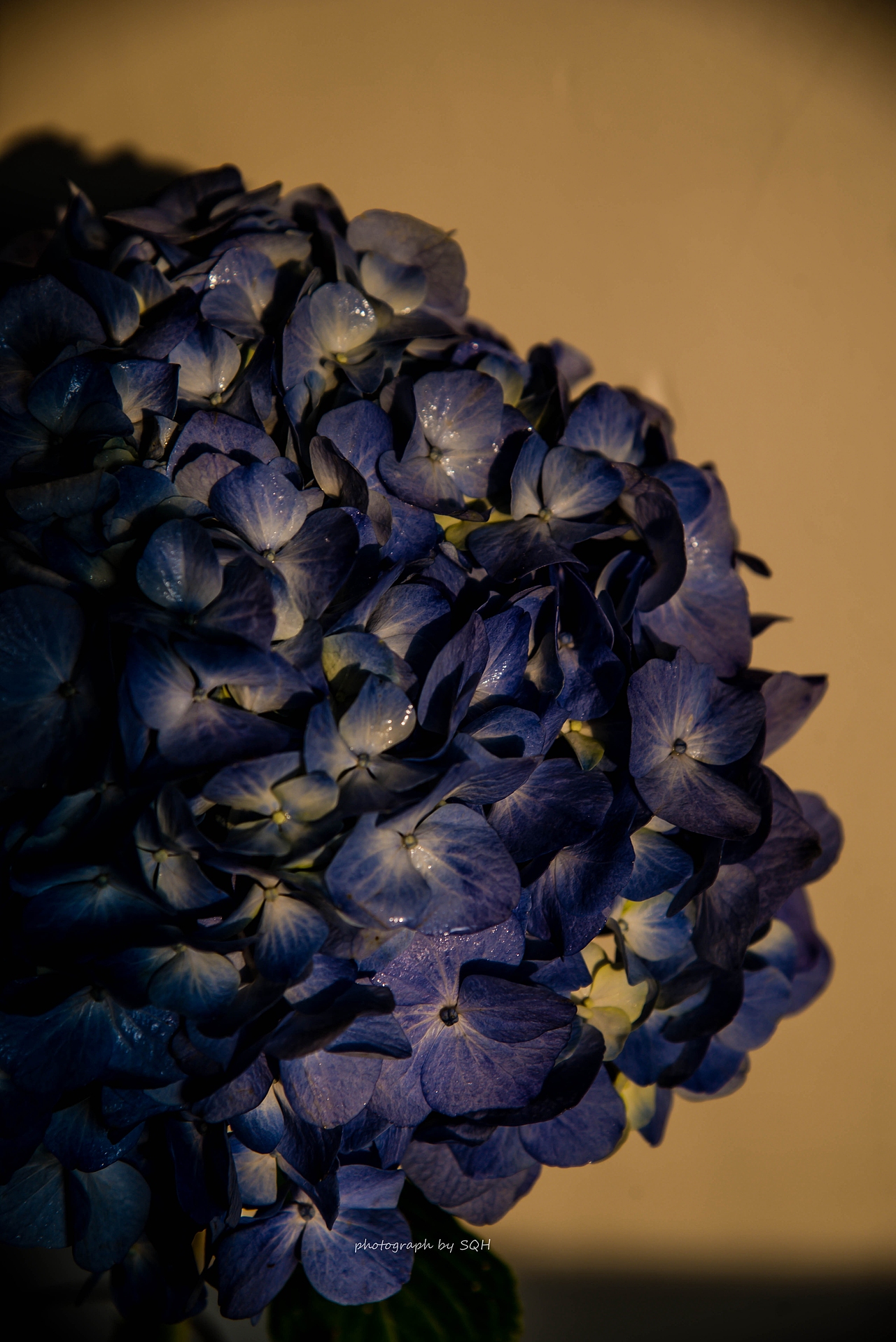 落日款蓝色绣球