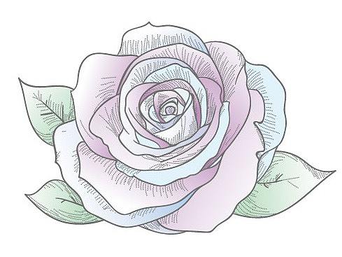 玫瑰花 插画练习