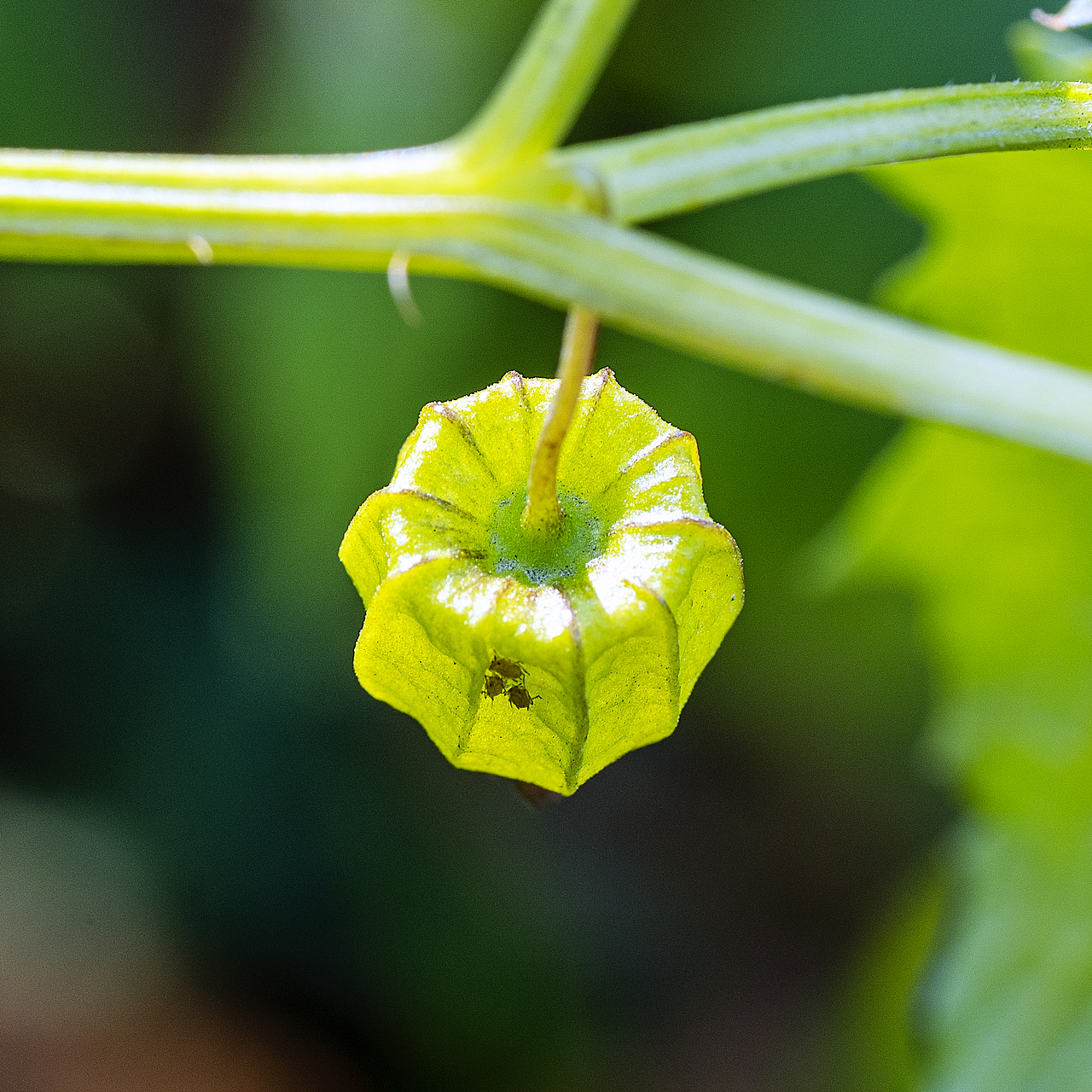 绿意盎然灯笼果（图ZMTg4ODk2OTUy） - 风光摄影 - 站酷设计师大侠彭娜娜原创素材 - 站酷ZCOOL