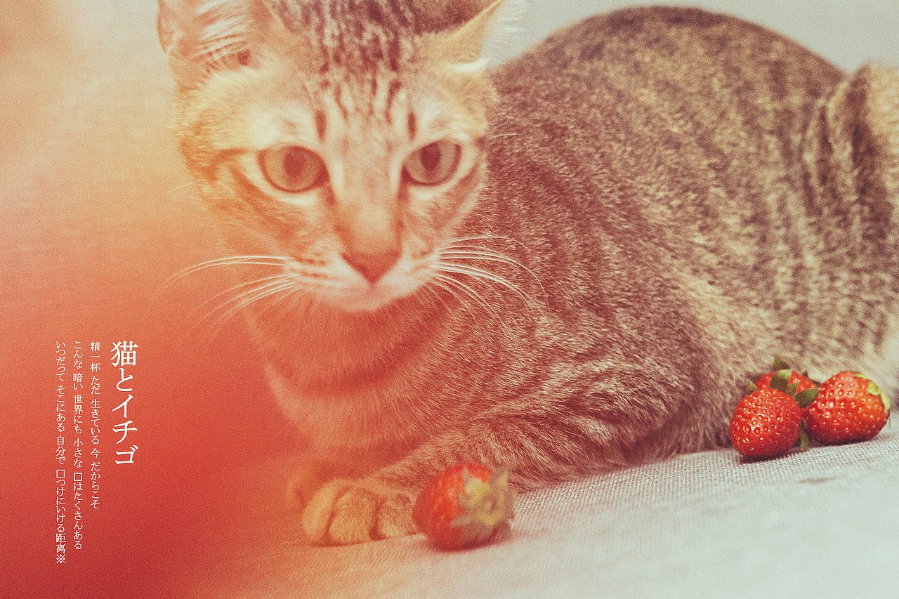 草莓与猫