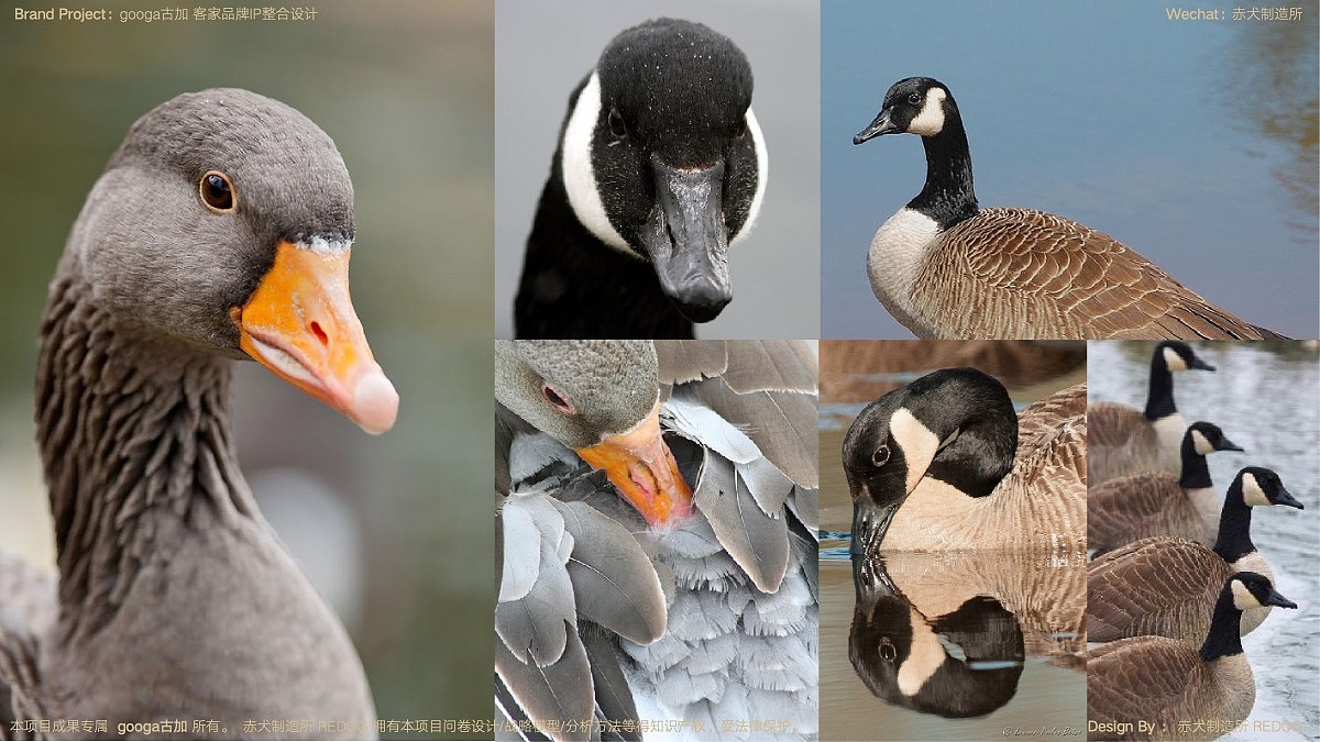 大雁的英文是wildgoose,直接来说就是"野鸭",所以这个动物本身跟鸭子