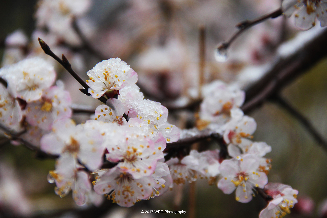 《 倒春寒 雪融花 》