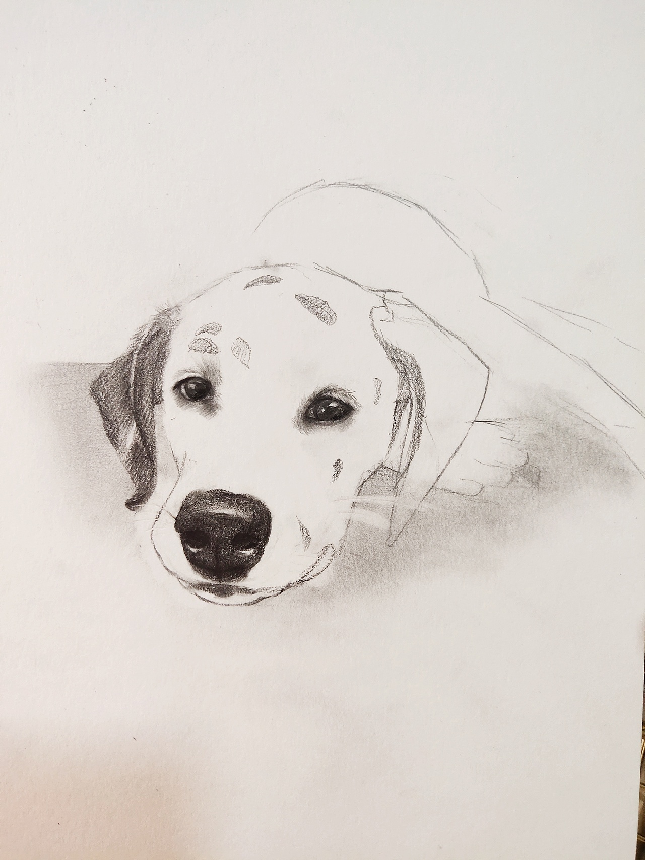 手绘狗狗 斑点狗巧克力（图ZMTk0MjQ1NTA4） - 绘本 - 站酷设计师我是一只斑点原创素材 - 站酷ZCOOL