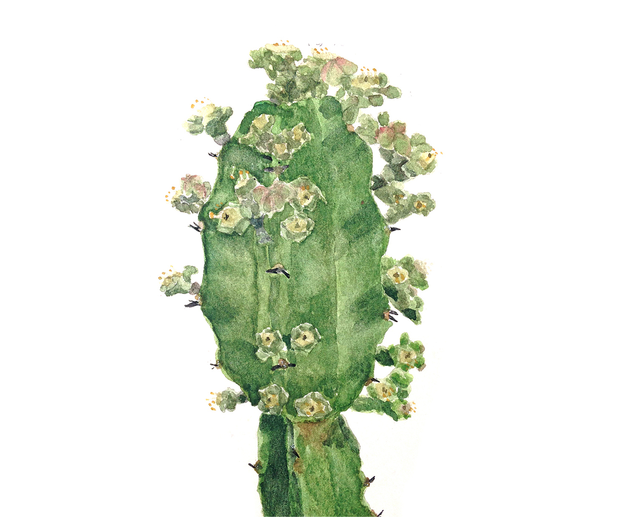 自然笔记（图ZNjg2NTA5NTI=） - 艺术插画 - 站酷设计师早寻原创素材 - 站酷ZCOOL