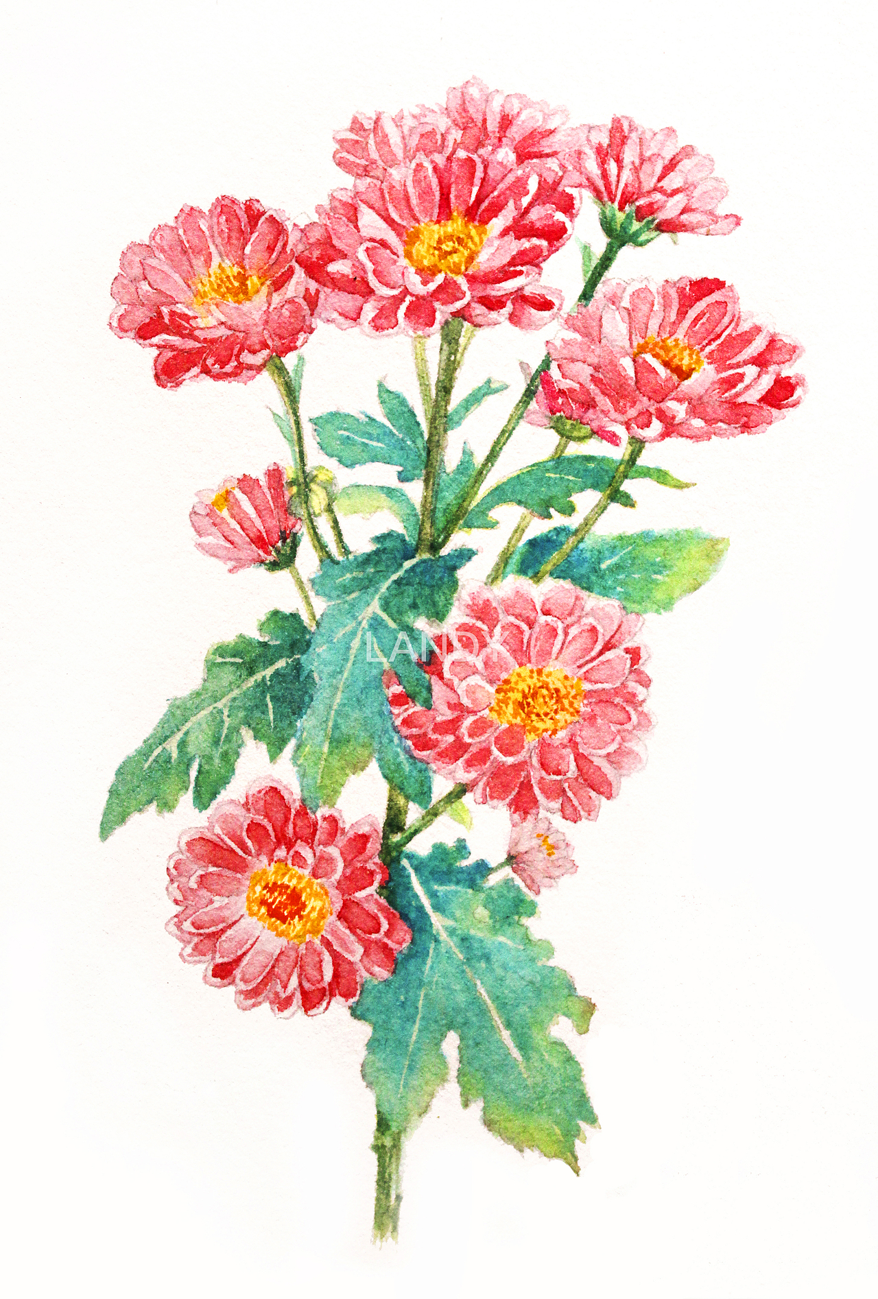 原创水彩雏菊（图ZNzQ2NzQ1MjQ=） - 商业插画 - 站酷设计师Landy荌原创素材 - 站酷ZCOOL