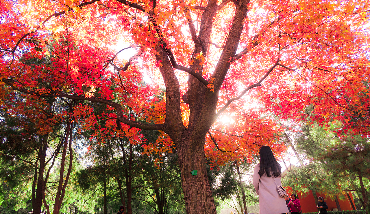 枫（图ZNjM1NTUyNzY=） - 风光摄影 - 站酷设计师TGMVIDEO影像厂牌原创素材 - 站酷ZCOOL