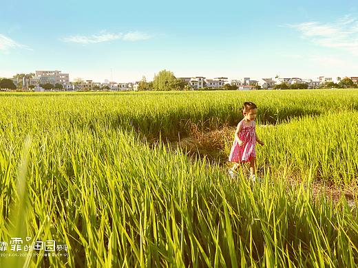 霏霏的田园日记