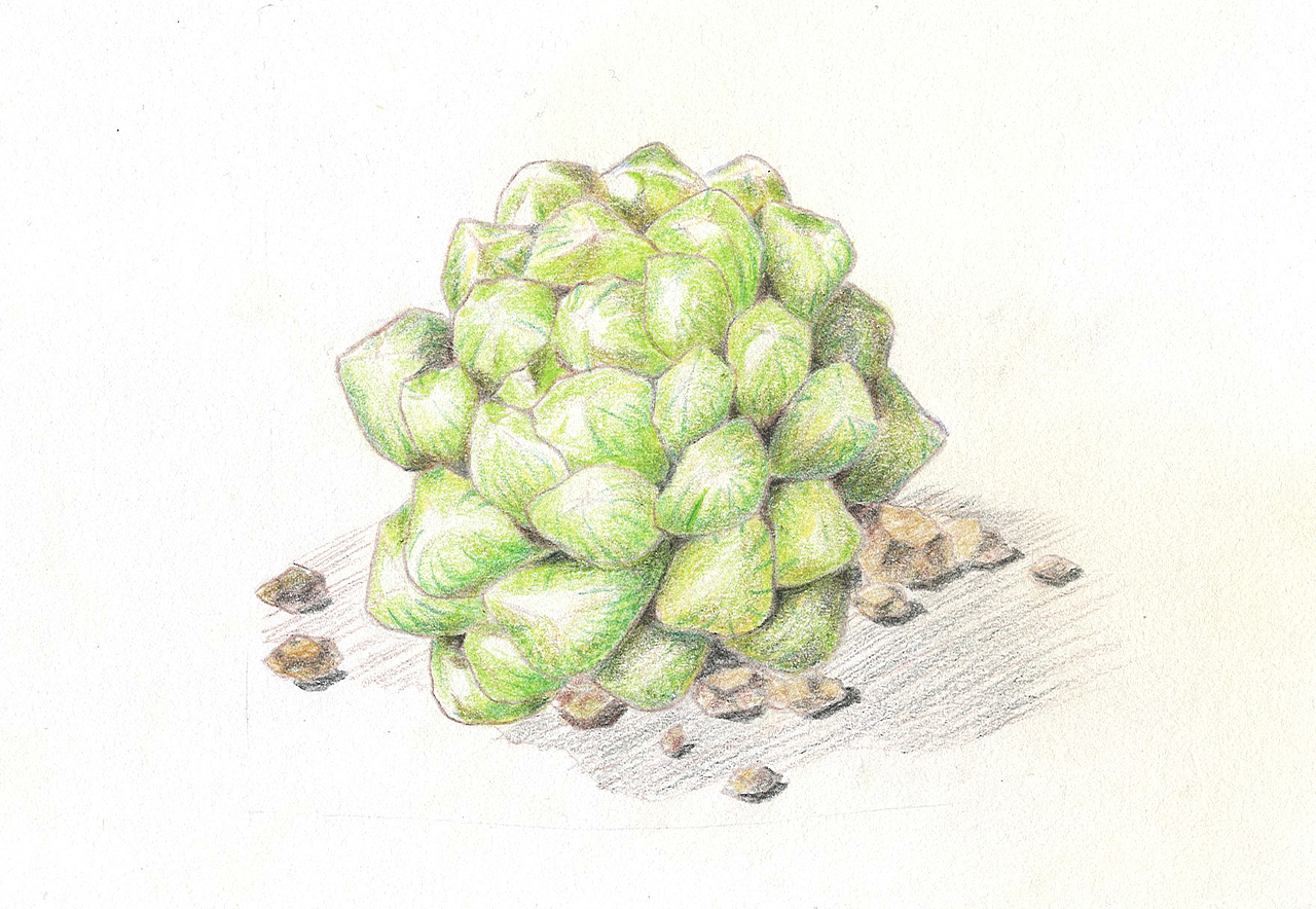 【彩铅】多肉植物