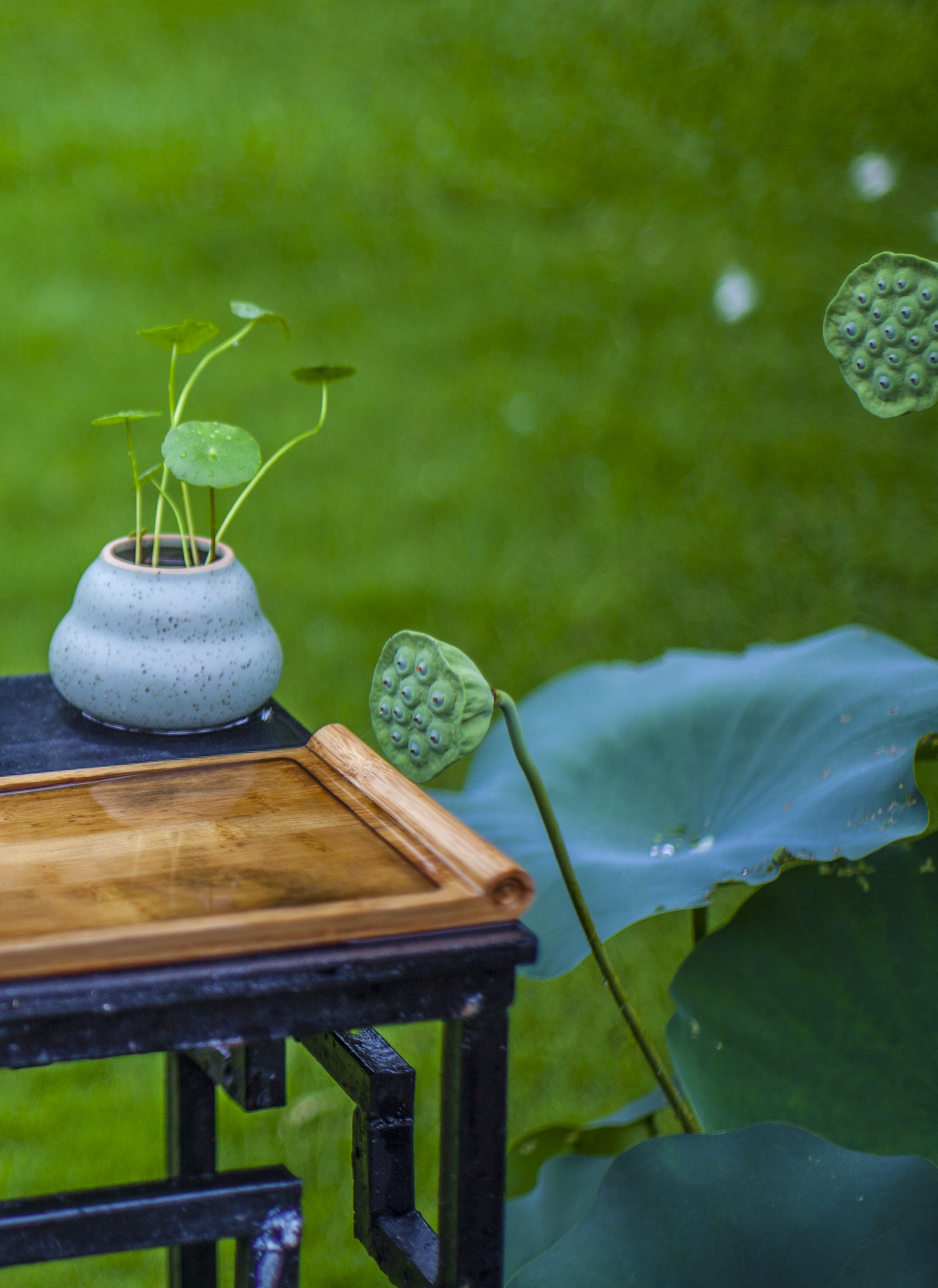 荷花展|摄影|静物|dulei3317868 - 原创作品 - 站酷 (zcool)