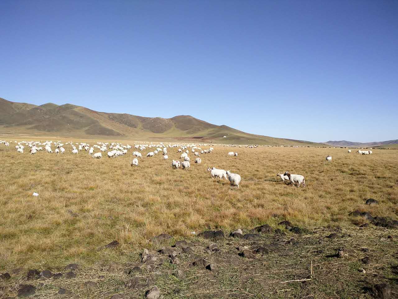 大美川西，康定、甘孜、雅安、汶川、若尔盖高原草原、红原黄河第一湾，全手机拍摄！（图ZNjg5NDMyNDg=） - 风光摄影 - 站酷设计师tclicoo原创素材 - 站酷ZCOOL