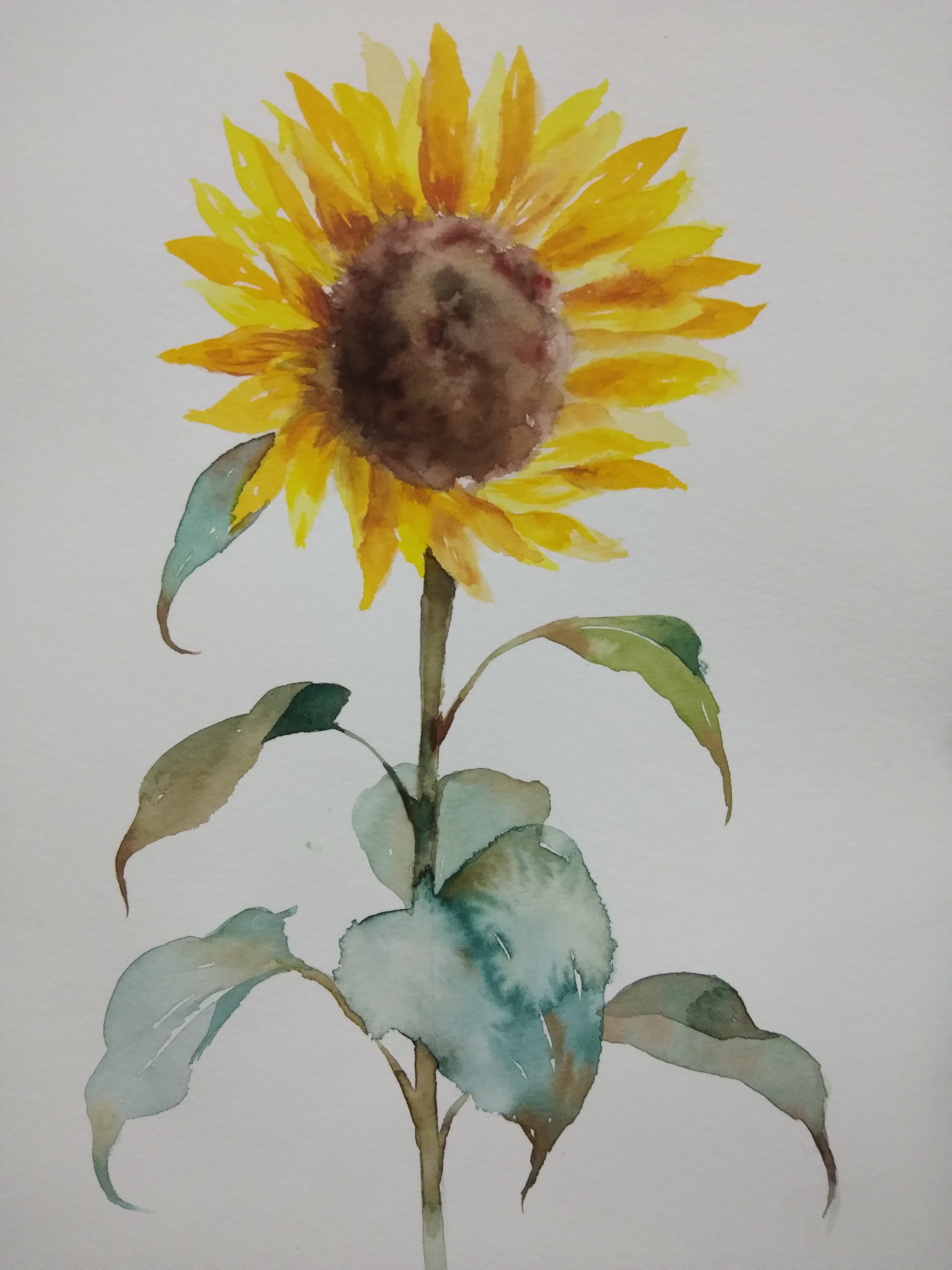 sunflower画作者图片
