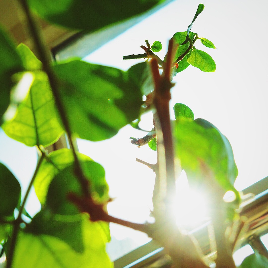 生活小角落-随拍（SONY-DSC-QX100）（图ZMjMzMjg5MjQ=） - 其他摄影 - 站酷设计师gemini111126原创素材 - 站酷ZCOOL