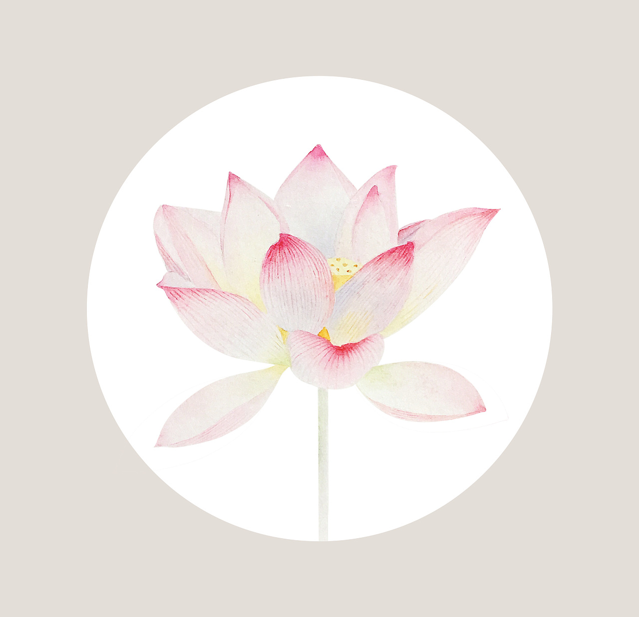 一组莲花                  收藏 收藏