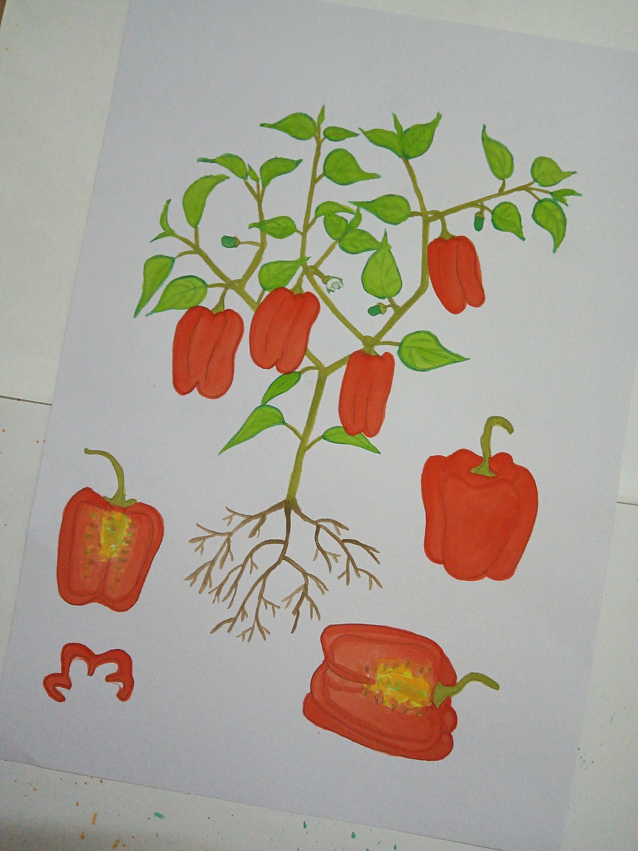 植物生长(辣椒)