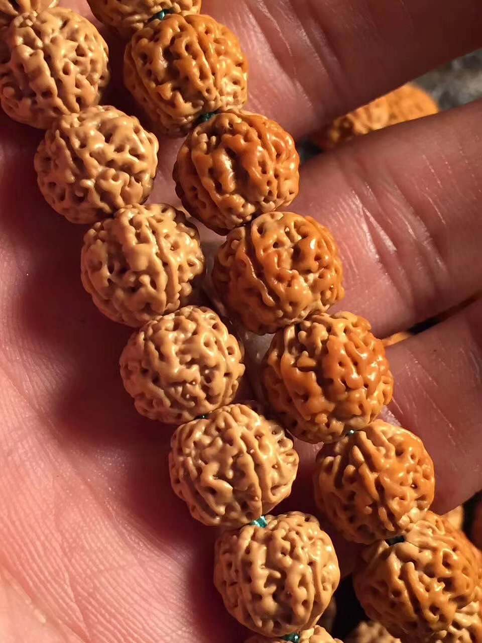 龙掌柜——爆肉梅花蜂窝双龙小金刚