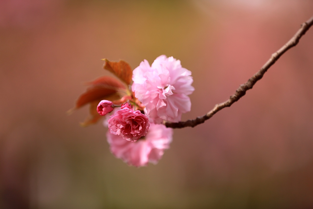 花儿与少年！！！（图ZMjk2MzcxNTEy） - 风光摄影 - 站酷设计师三五三十伍原创素材 - 站酷ZCOOL