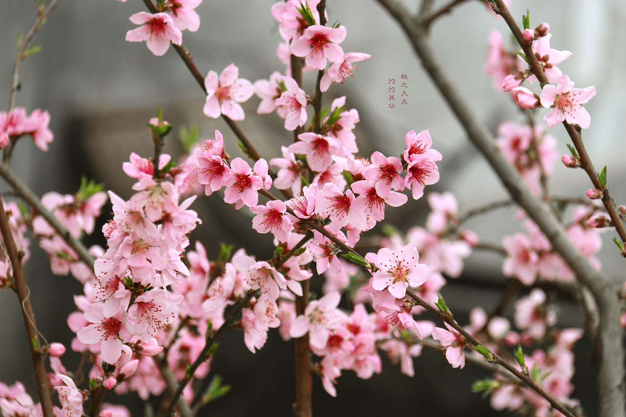 桃之夭夭灼灼其华