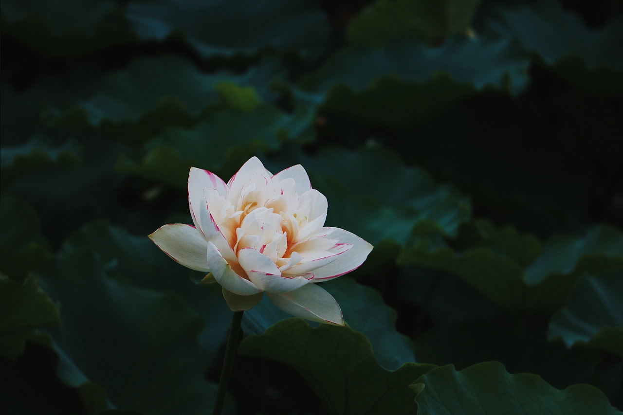 【生活记录】旅游集