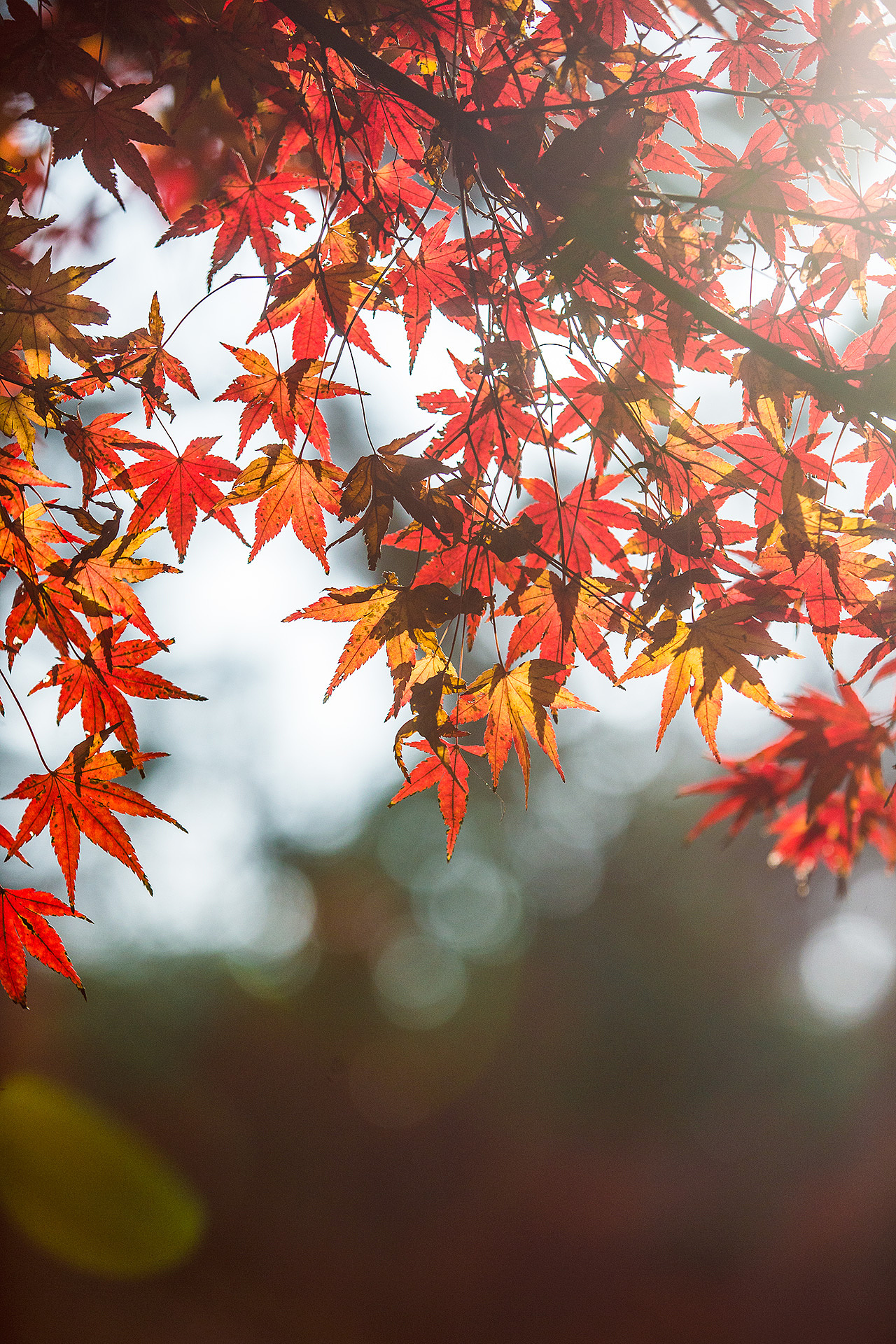 枫（图ZNjcwMDU4ODA=） - 风光摄影 - 站酷设计师修炎真吾原创素材 - 站酷ZCOOL