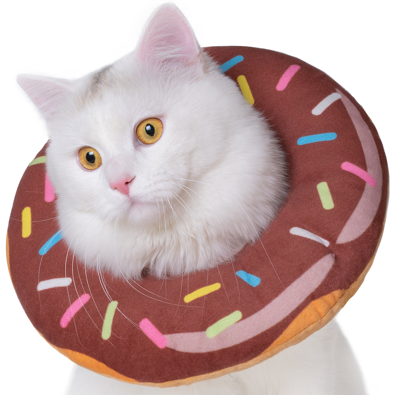 宠物伊丽莎白圈摄影 I 猫咪用品亚马逊设计精修排版