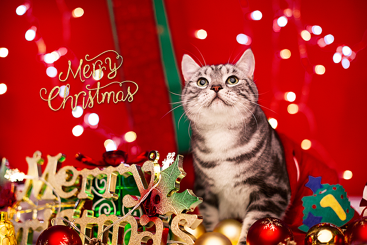 mimo的圣诞（图ZMTM5NTEwMjQ4） - 宠物摄影 - 站酷设计师陈家启原创素材 - 站酷ZCOOL