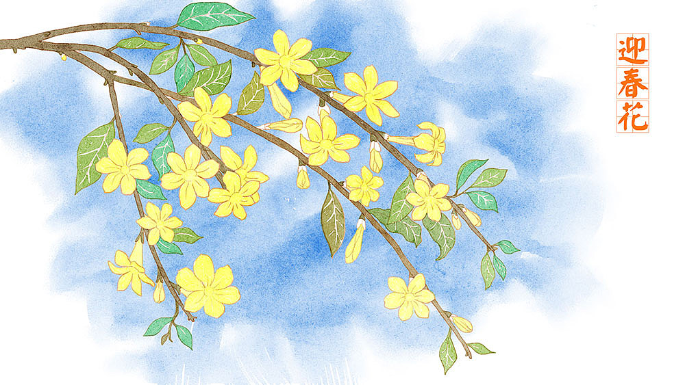 迎春花水彩风格插画
