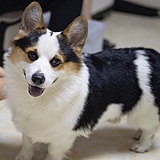 岑桑森尼的头像
