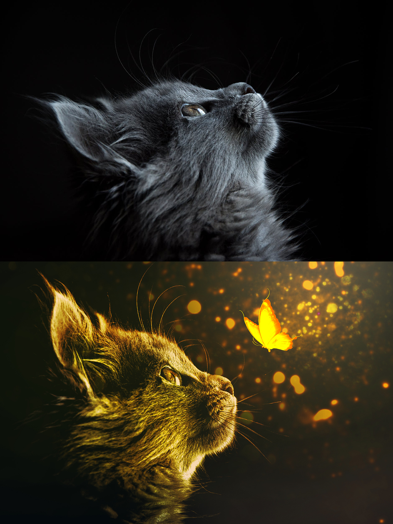 猫和蝴蝶的相遇