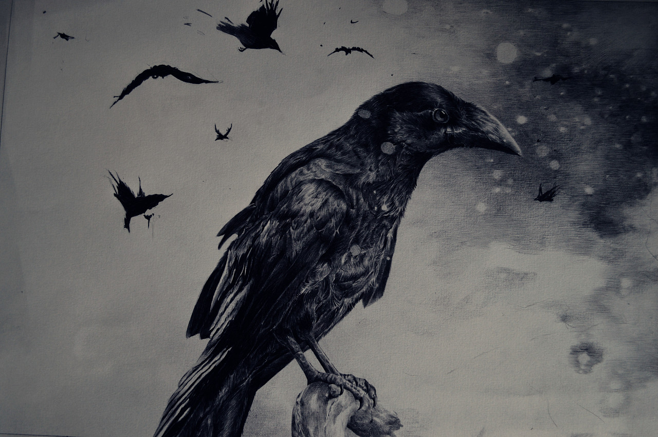 乌鸦并不是不祥之鸟
