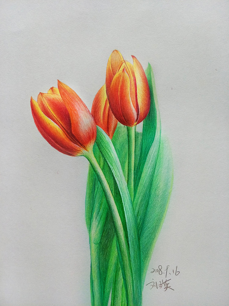 彩铅画郁金香